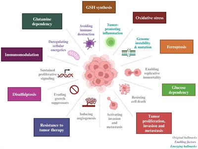 SLC7A11: the Achilles heel of tumor?